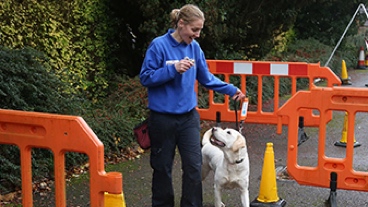 dog training