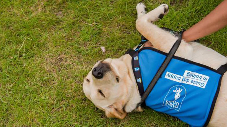 Contact Guide Dogs Here Guide Dogs