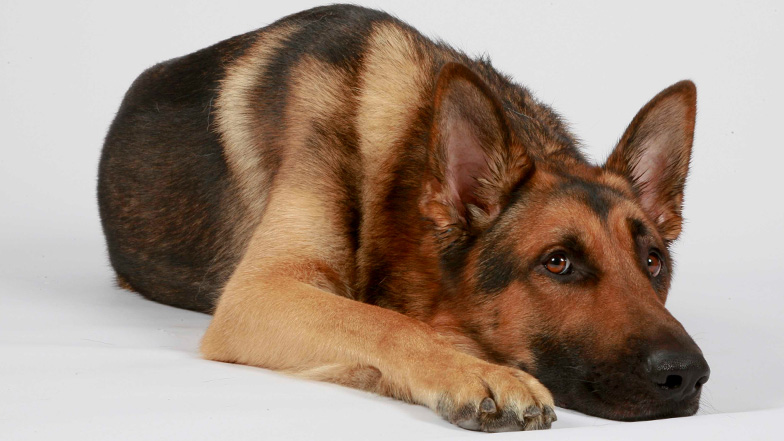 Dog lies with his head on the floor