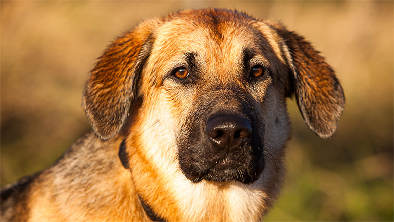 Dog looks to camera in sunshine