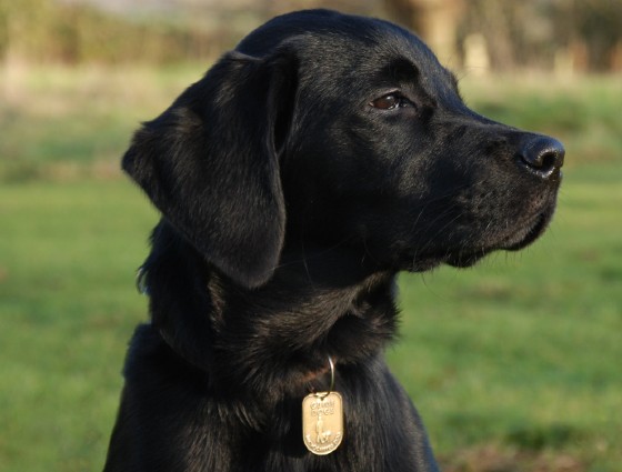 Guide dog John looking to his right