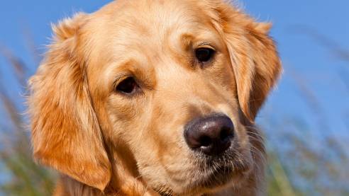 Guide dog puppy Layla
