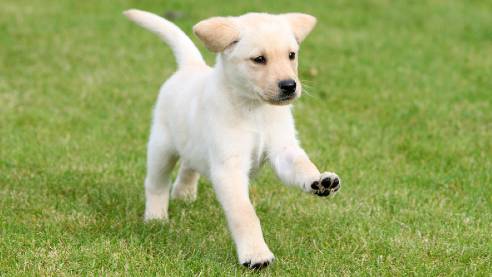 Guide dog puppy running across the grass
