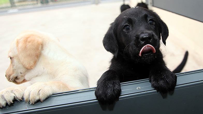 Puppy licks it mouth waiting for food
