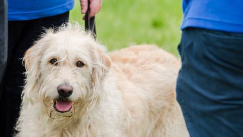 Trainee guide dog looking to camera