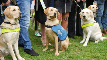 Three guide dogs sitting on the grass with their owners