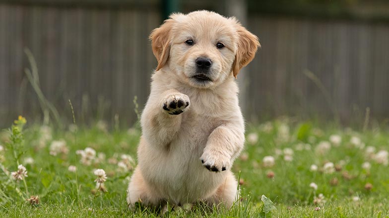Golden retriever puppy sitting with one of his paws outstretched Golden retriever puppy sitting with one of his paws outstretched