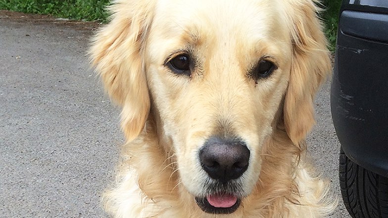 Guide Dog Rehoming >> Re Homing A Retired Or Withdrawn Guide Dog Guide Dogs Guide Dog Rehoming >> Re Homing A Retired Or Withdrawn Guide Dog Guide Dogs