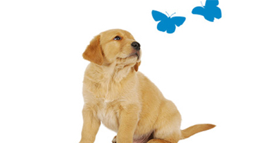 puppy-looking-at-two-blue-butterflies
