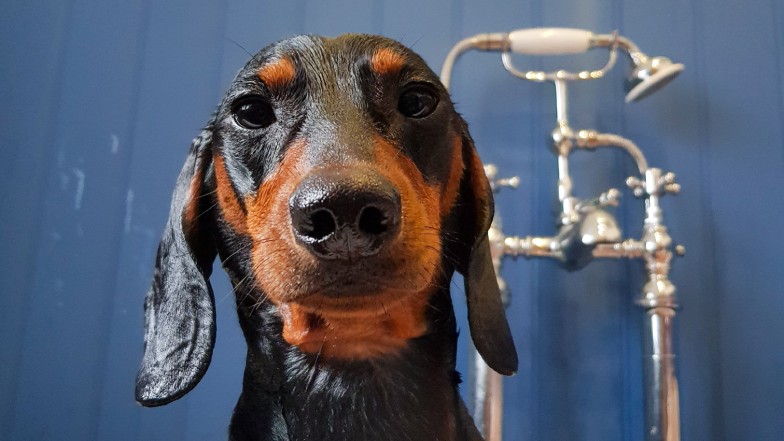 A wet dachshund in the bath