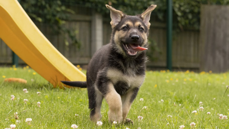 Pups To Partnerships Guide Dogs