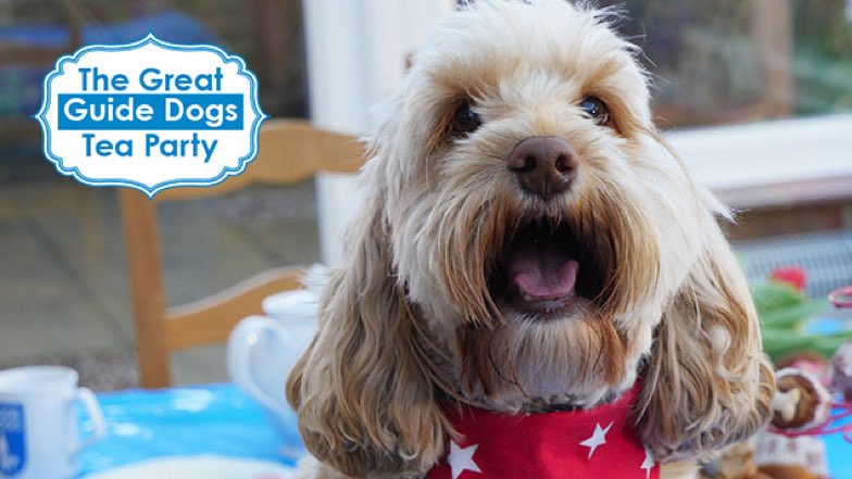 image-of-betty-a-cockerpoo-in-front-of-a-tea-table