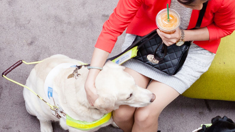 Information On The Pet Travel Scheme Guide Dogs
