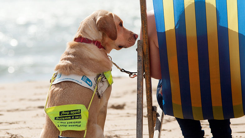 Grooming And Sun Protection Advice For Your Dog Guide Dogs
