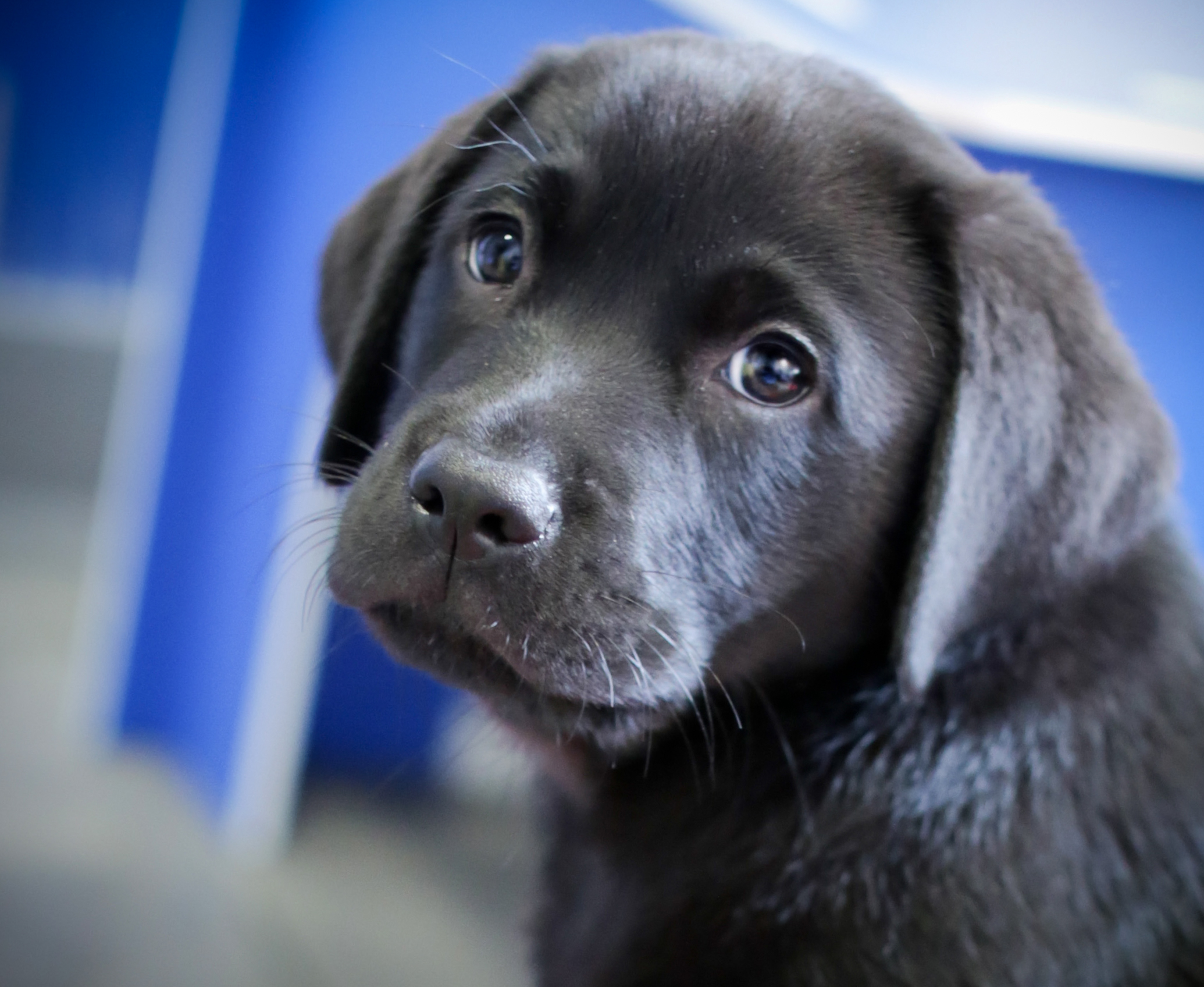 Puppy Socialisation