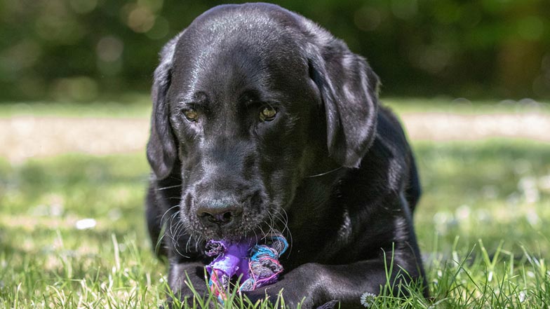 Alfie laying on the grass chewing on a rope toy Alfie laying on the grass chewing on a rope toy