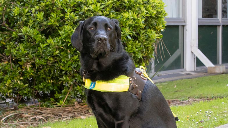 Alfie in his Guide Dogs harness Alfie in his Guide Dogs harness