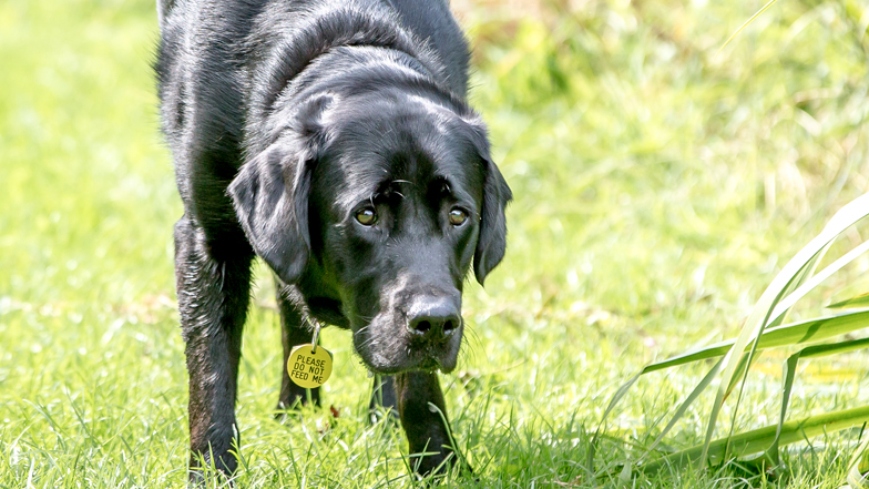 Alfie in a field Alfie in a field