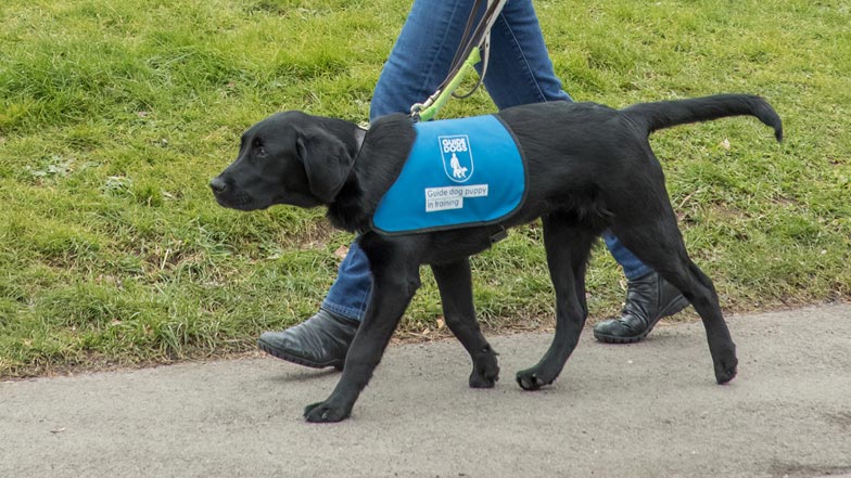 Alfie walking wearing the blue puppy walking jacket Alfie walking wearing the blue puppy walking jacket