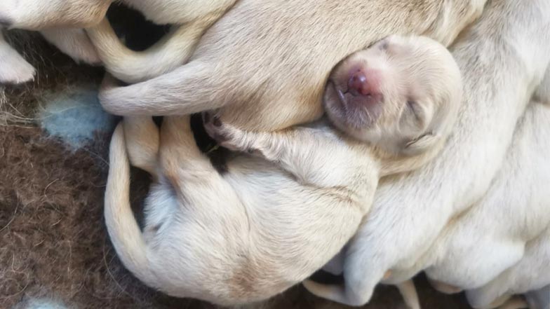 Bailey asleep on his siblings Bailey asleep on his siblings