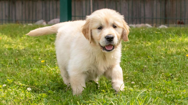 Bailey standing in the grass Bailey standing in the grass