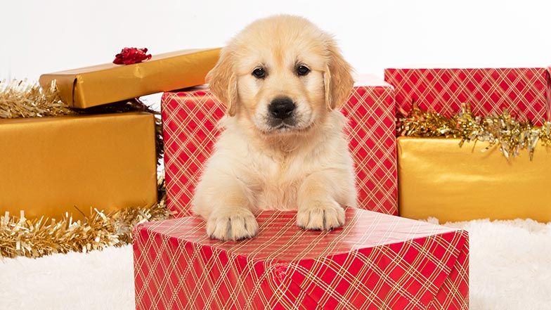 Bailey with his paws on a Christmas present Bailey with his paws on a Christmas present