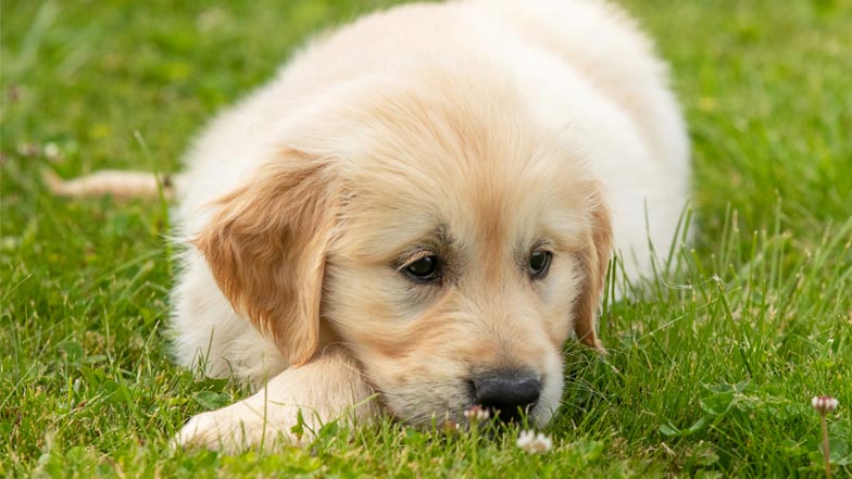 Bailey lying down in the grass Bailey lying down in the grass