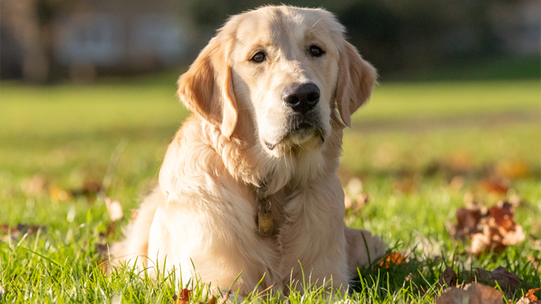 Bailey on the grass Bailey on the grass