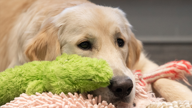 Bailey with his toys Bailey with his toys