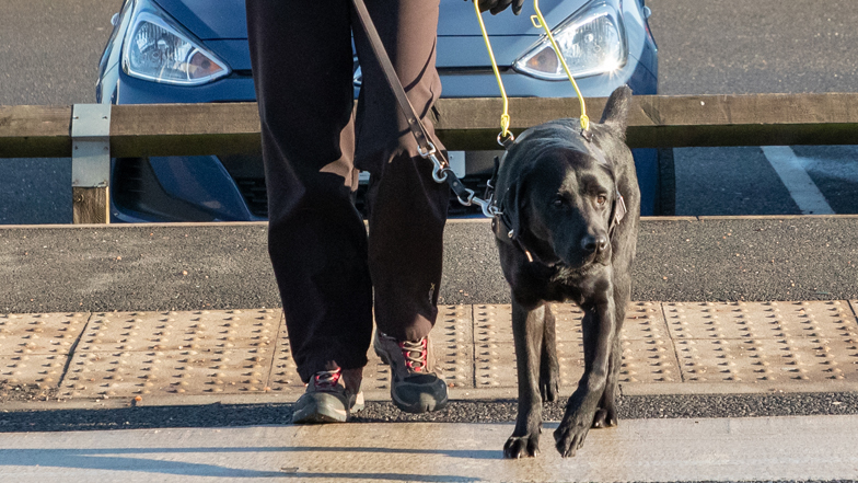 Bella walking on the zebra crossing Bella walking on the zebra crossing