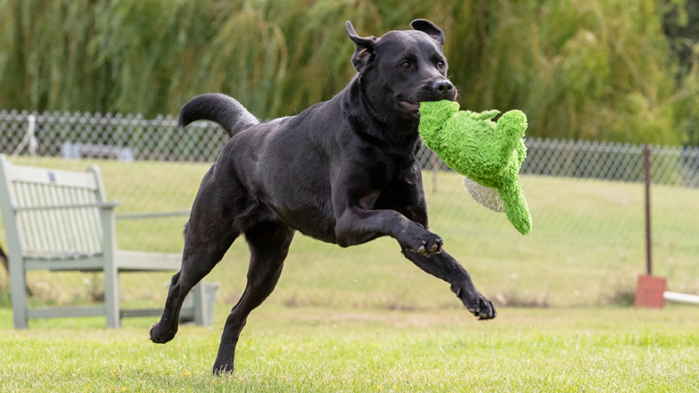 Bella running with toy in her mouth Bella running with toy in her mouth