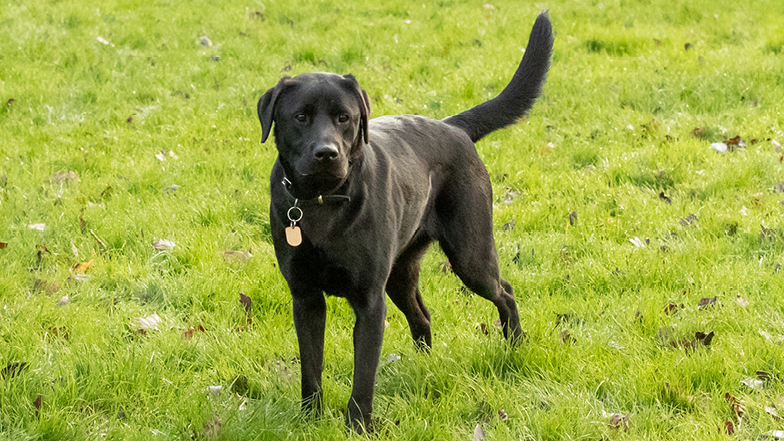 Bella standing in a field Bella standing in a field