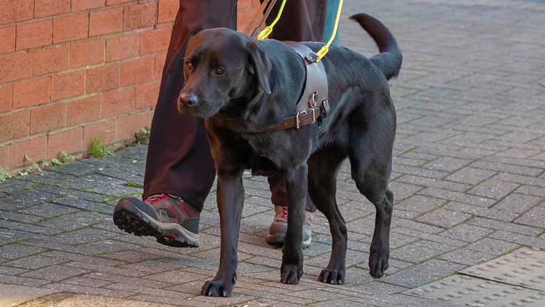 Bella walking in brown harness Bella walking in brown harness