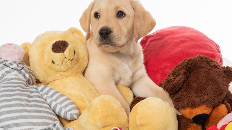 Charlie surrounded by toys Charlie surrounded by toys