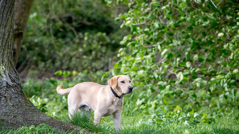Charlie free running in park Charlie free running in park