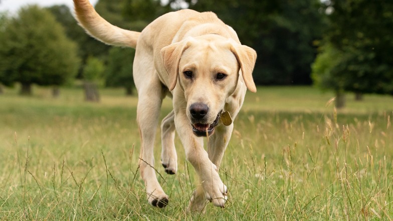 Charlie free running in a field Charlie free running in a field
