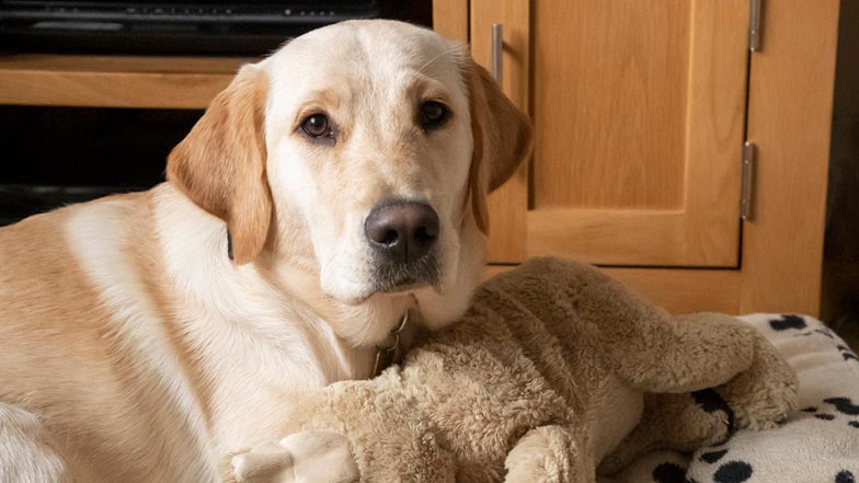 Daisy in her bed looking straight at the camera next to her cuddly toy Daisy in her bed looking straight at the camera next to her cuddly toy