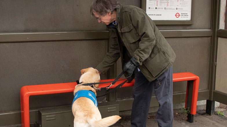 Daisy at a bus stop in her blue Guide Dogs puppy walking jacket next to her puppy walker Daisy at a bus stop in her blue Guide Dogs puppy walking jacket next to her puppy walker