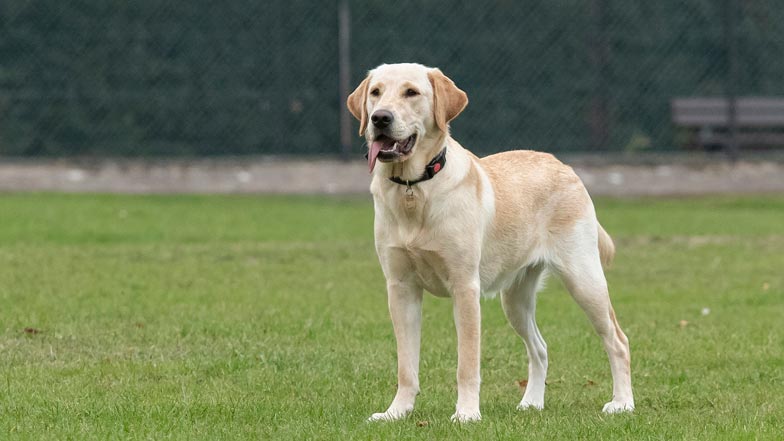 Daisy excitedly anticipating a ball being thrown in a park Daisy excitedly anticipating a ball being thrown in a park
