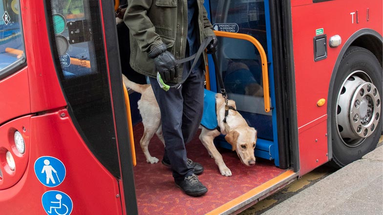 Daisy stepping off a bus with her puppy walker Daisy stepping off a bus with her puppy walker