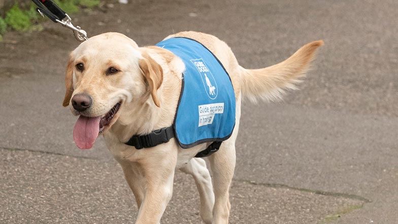 Daisy in her bright blue Guide Dogs puppy walking jacket Daisy in her bright blue Guide Dogs puppy walking jacket
