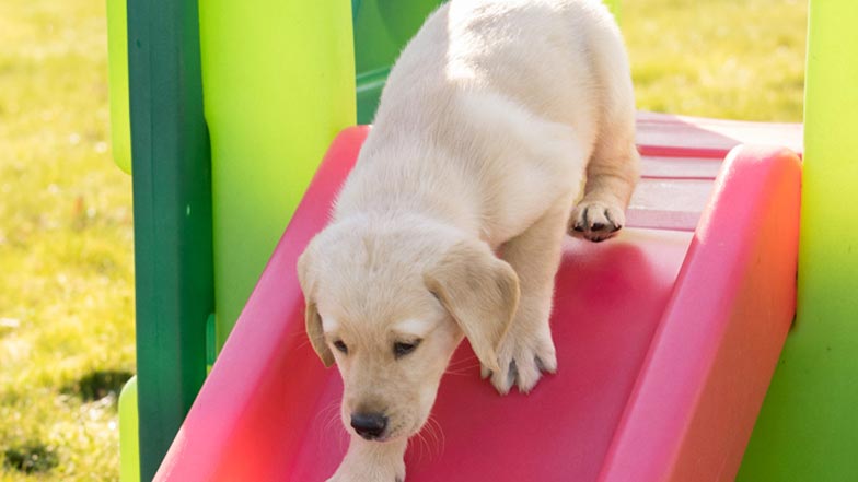 Daisy going down the slide Daisy going down the slide