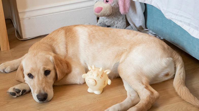Daisy laying on the floor with her toys around her Daisy laying on the floor with her toys around her