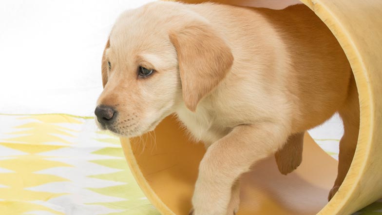 Daisy walking through a yellow tunnel toy Daisy walking through a yellow tunnel toy