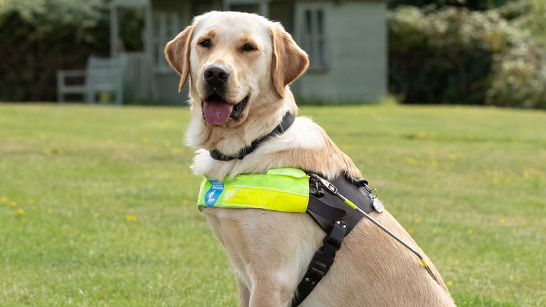 Daisy in her brown training harness Daisy in her brown training harness