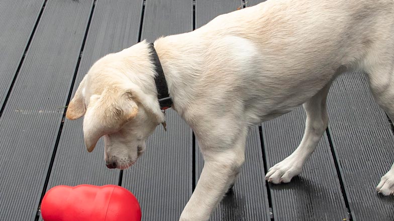 Eve playing with a red kong toy Eve playing with a red kong toy