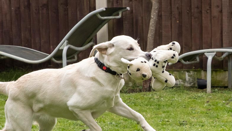 Eve free running in the garden with her dalmation toy Eve free running in the garden with her dalmation toy
