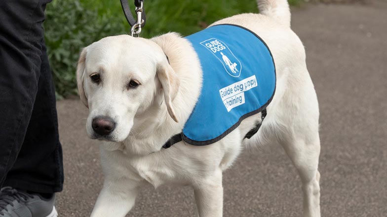 Eve walking in her bright blue puppy walking jacket Eve walking in her bright blue puppy walking jacket