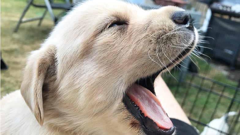 Eve yawning Eve yawning