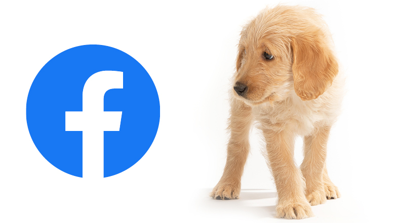 Finn looking at Facebook icon